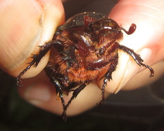 Cyphonistes vallatus