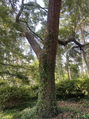 Quercus virginiana