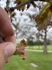 Neuroterus quercusirregularis