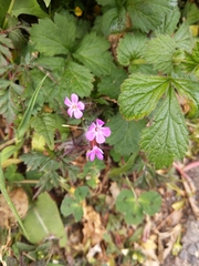 Geranium robertianum