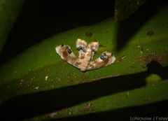 Holocryptis phasianura