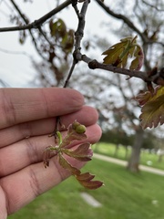 Neuroterus quercusirregularis