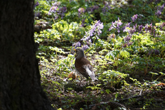 Turdus pilaris