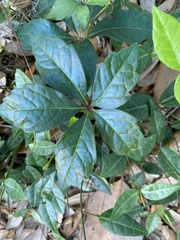 Parthenocissus quinquefolia