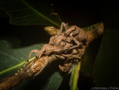 Leptopius tetraphysodes