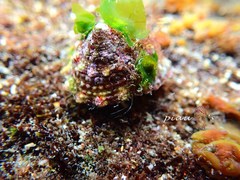 Trochus hanleyanus