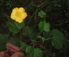 Abutilon grantii