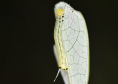 Macroglossum passalus