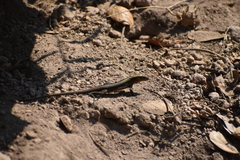 Aspidoscelis guttatus