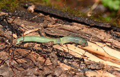 Aporrectodea smaragdina