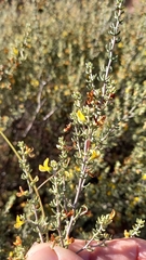 Aspalathus subtingens