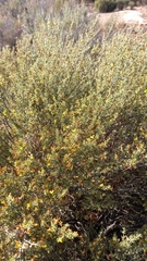 Aspalathus subtingens