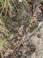 Artemisia vulgaris