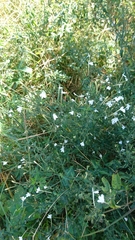 Rhinacanthus gracilis