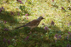 Turdus pilaris