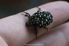 Protaetia niveoguttata