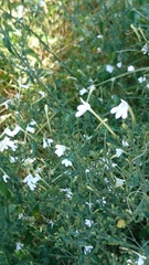 Rhinacanthus gracilis