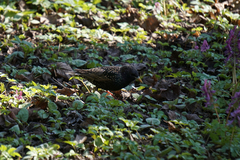 Sturnus vulgaris