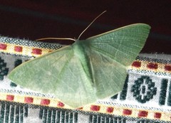 Pelagodes subquadraria