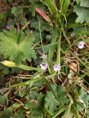 Geranium molle