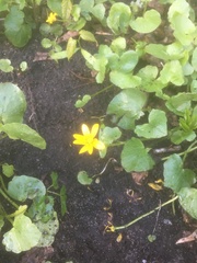 Ficaria verna