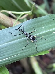 Glyphodera