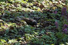 Sturnus vulgaris