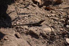 Aspidoscelis guttatus