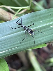 Glyphodera