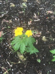 Anemonoides ranunculoides