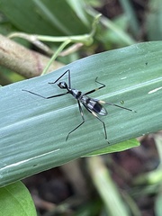 Glyphodera