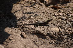 Aspidoscelis guttatus