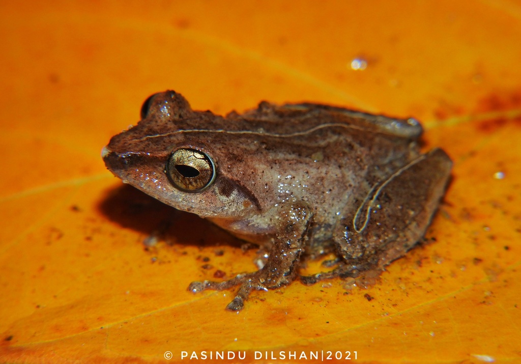 Schneider's Shrub Frog