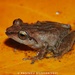 Schneider's Shrub Frog - Photo (c) Pasindu Dilshan Abegunawaradhana, some rights reserved (CC BY-NC), uploaded by Pasindu Dilshan Abegunawaradhana