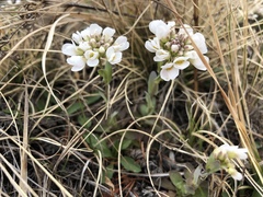 Noccaea cochleariformis