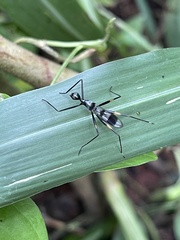 Glyphodera