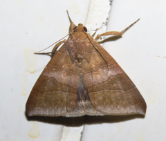 Bastilla absentimacula