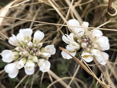 Noccaea cochleariformis