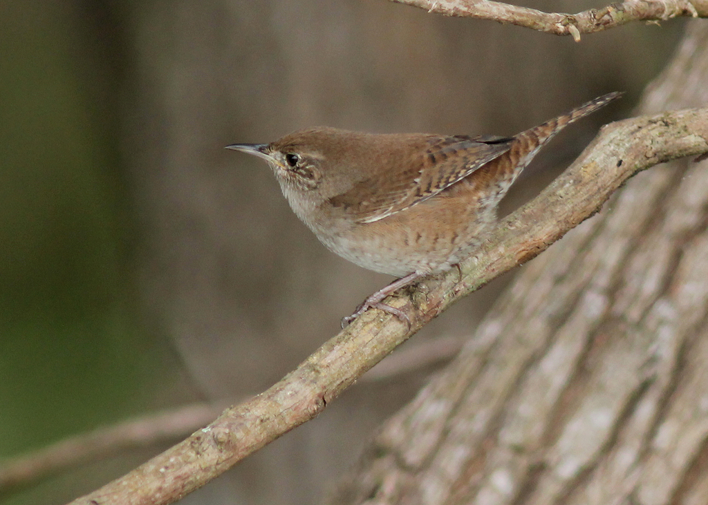 House Wren (Birds of the Preserve at Shaker Village) · iNaturalist