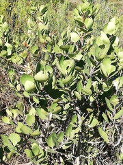 Robsonodendron maritimum