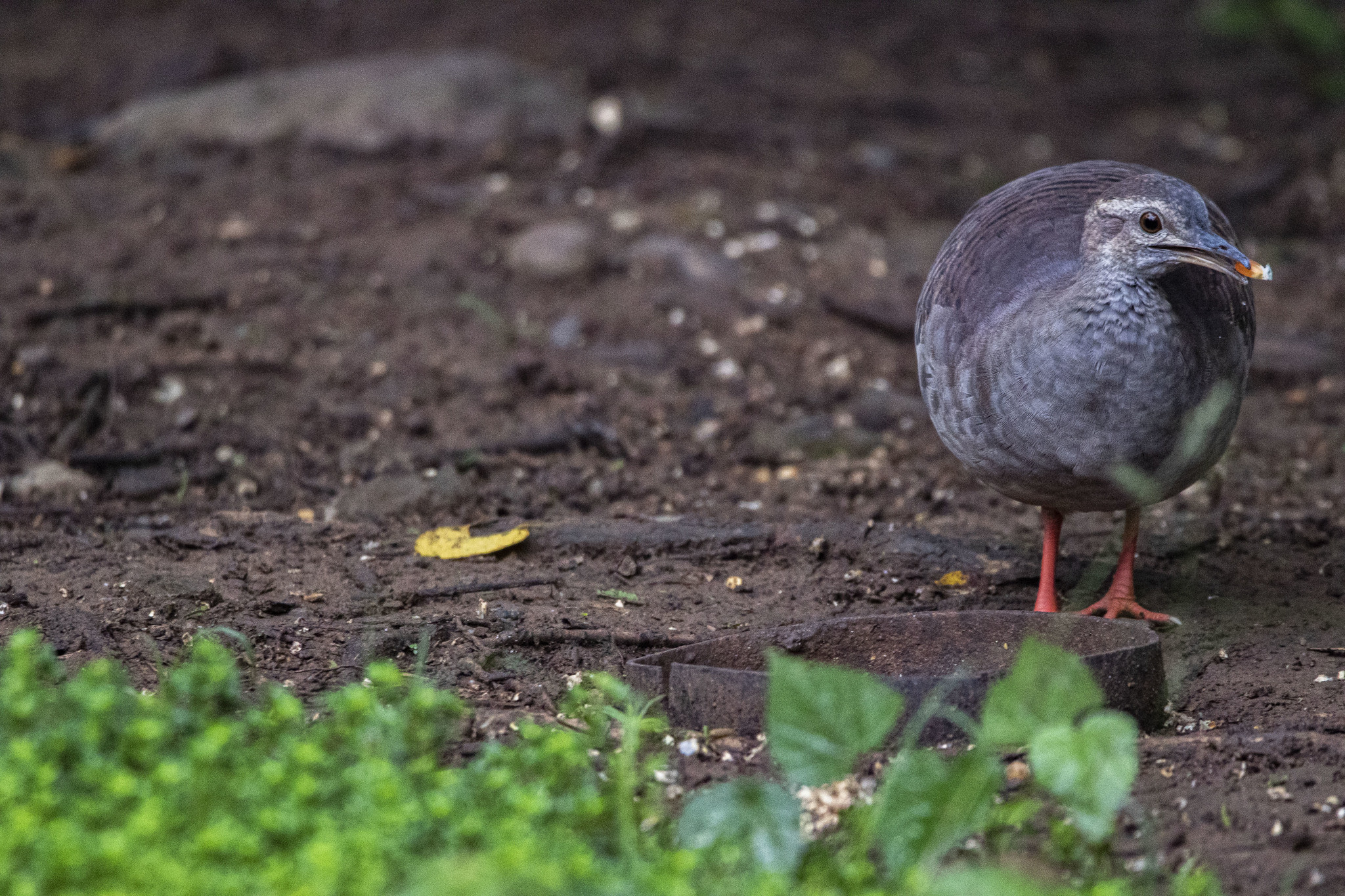 Crypturellus transfasciatus image