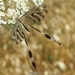 Egyptian Spoonwing - Photo (c) Yael Orgad, some rights reserved (CC BY-NC), uploaded by Yael Orgad
