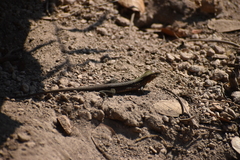 Aspidoscelis guttatus