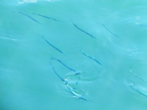 Acute halfbeak (Hyporhamphus acutus) — Hemiramphidae — 4