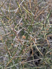 Koeberlinia spinosa