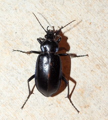 Calosoma macrum