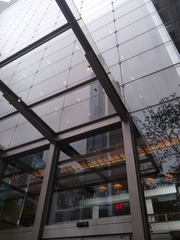 Cardellina canadensis