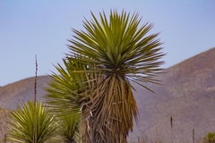 Yucca carnerosana