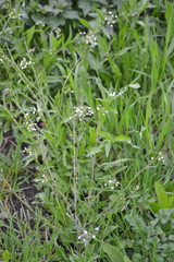Capsella bursa-pastoris