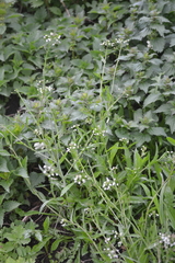 Capsella bursa-pastoris